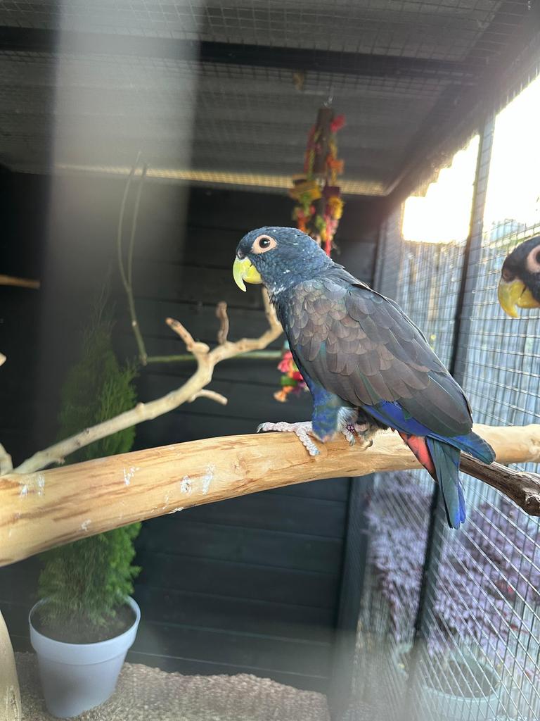 Pionus bronsvleugel papegaai vrouw, Vrouwelijk, Parkiet