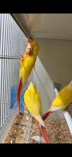 Gevraagd Lutino, creme ino Pyrrhura Molinea, Meerdere dieren, Parkiet, Geringd