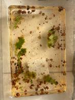 Gratis slakken aquarium, Dieren en Toebehoren, Slak of Weekdier