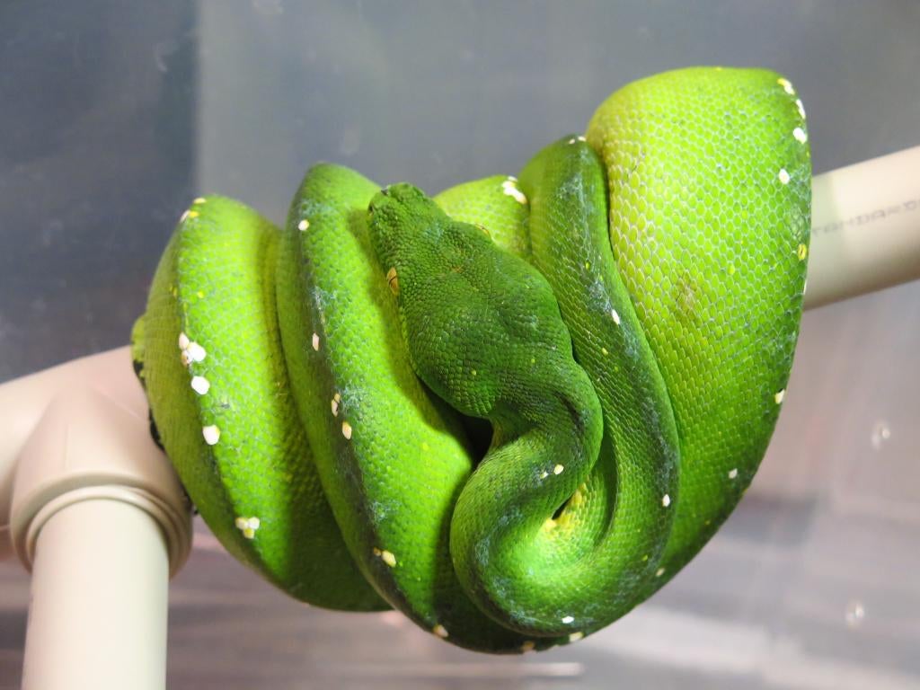 1.1 Couples Morelia Viridis Sorong De 2021, Dieren en Toebehoren, Slang, 3 tot 6 jaar