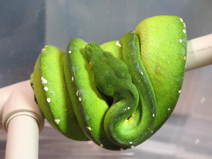 1.1 Couples Morelia Viridis Sorong De 2021 Green Tree Python - unknown for sale from reptile900