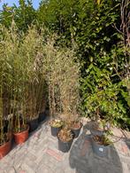 Bamboe Fargesia jiuzhaigou 4, Ophalen, Bloeit niet, Overige soorten, Halfschaduw