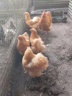Broedeieren grote buff orpington, Dieren en Toebehoren, Pluimvee, Geslacht onbekend, Kip