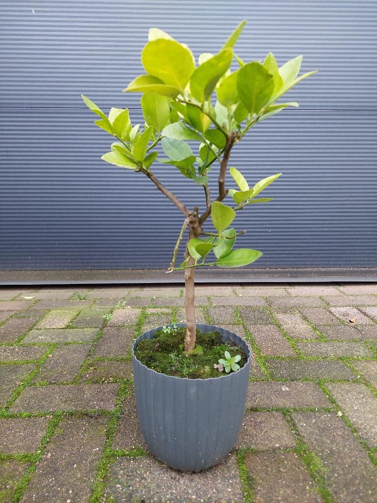 Citrus Limetta Pursha - Zoete Limoen / Gele Limoen H: 55 cm., Ophalen, Minder dan 100 cm, Volle zon, Citroenboom