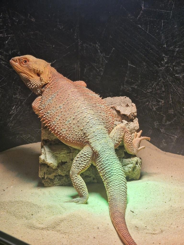 Prachtige Baardagaam Man 75% Red Monster Tiger Double het Bearded Dragon - male for sale from henkjan van leeuwen