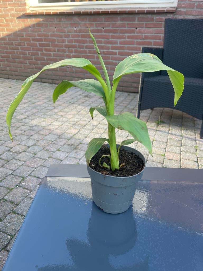 Musa basjoo - Winterharde Japanse vezelbanaan, Tuin en Terras, Overige soorten, Volle zon, Vaste plant, Ophalen of Verzenden