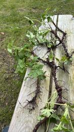 Ruilen: 10 stekjes ooievaarsbek, Ophalen, Overige soorten, Volle zon