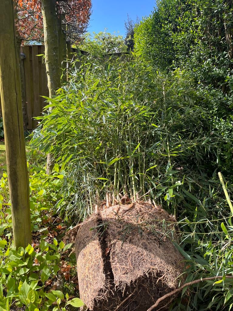 GRATIS 2 BAMBOESTRUIKEN, Tuin en Terras, Planten | Bomen, Overige soorten, 100 tot 250 cm, Zomer, Ophalen