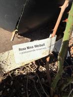 Rijkbloeiende rozen gesnoeid ongesnoeid per stuk 6,95!, Vaste plant, Halfschaduw, Zomer, Ophalen