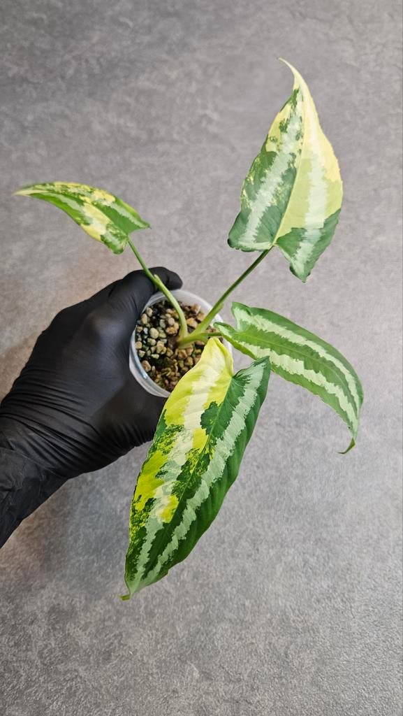 Schismatoglottis Wallichii Variegata, Ophalen of Verzenden, Halfschaduw, Minder dan 100 cm