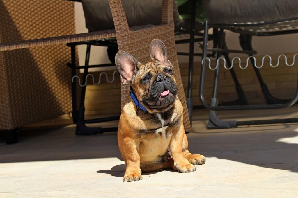 Franse Bulldog met FCI is opzoek naar de allerliefste thuis, Dieren en Toebehoren, Parvo, Reu, 1 tot 2 jaar, Bulldog