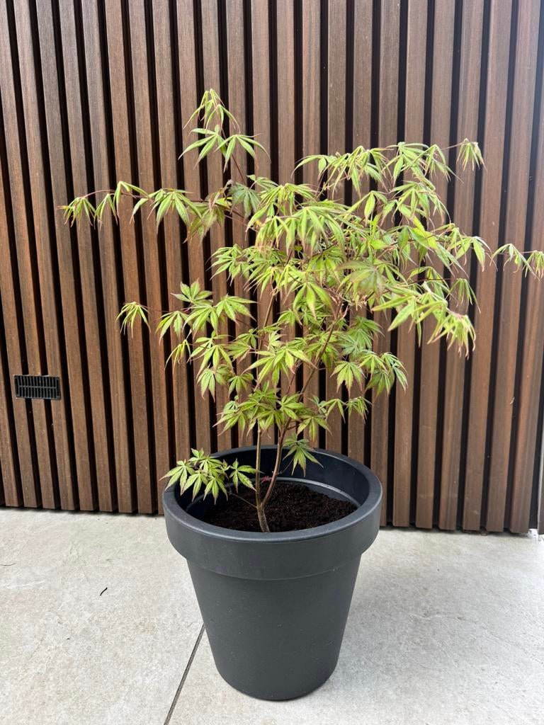 Japanse esdoorn (Acer) in pot, Tuin en Terras, Planten | Bomen, Bloeit niet, Halfschaduw, Overige soorten, Minder dan 100 cm