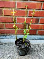 Pepino planten, Ophalen, Overige soorten, Minder dan 100 cm