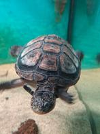 Waterschildpad, jong vrouwtje!!, Dieren en Toebehoren, Reptielen en Amfibieën, Schildpad, 0 tot 2 jaar