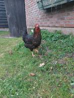 Harco legkippen - Goede leggers - Rustige kippen, Dieren en Toebehoren, Vrouwelijk, Kip