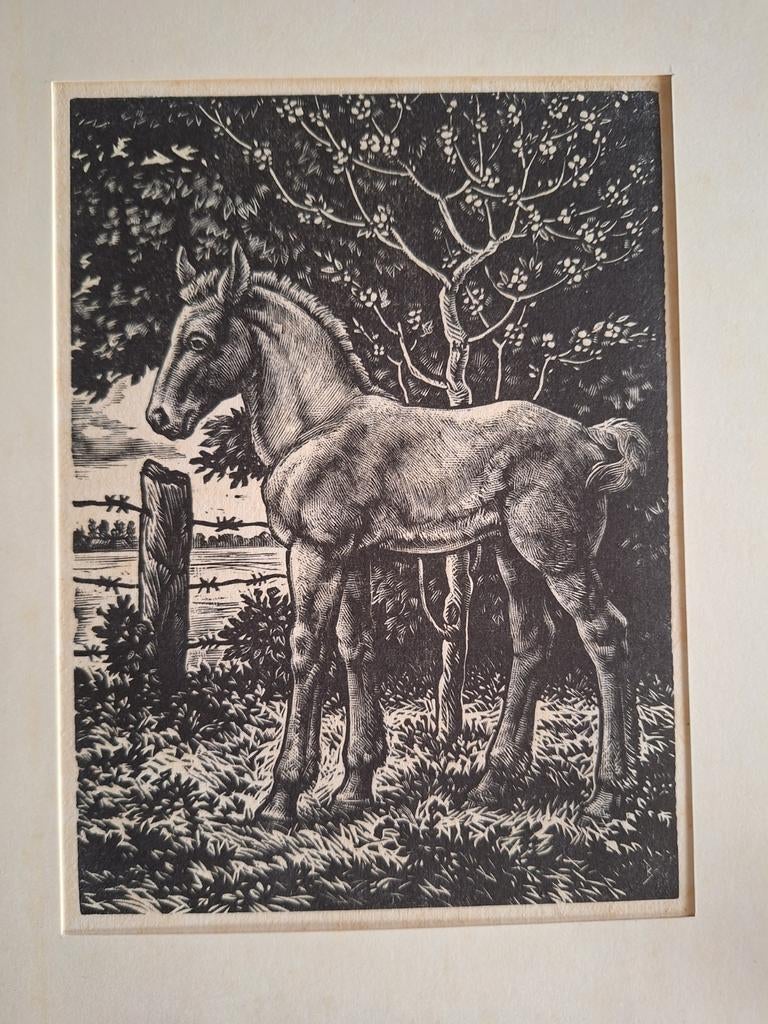 Houtsnede veulen van Nico Bulder, Ophalen of Verzenden, Houtsnede, Flora en Fauna, Origineel