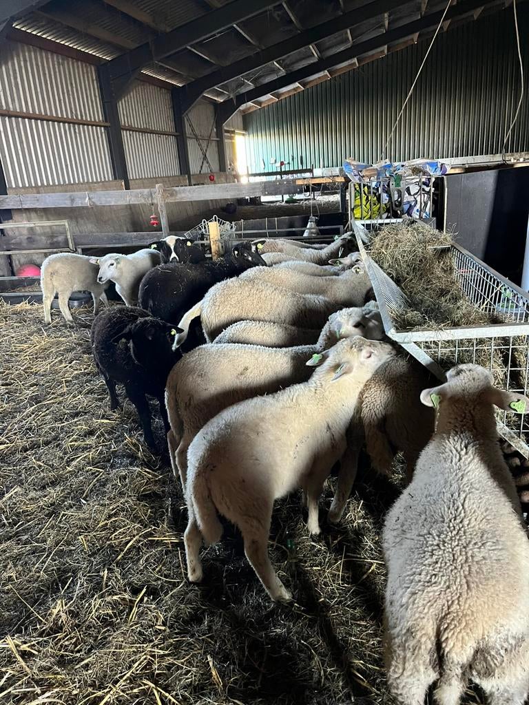 Lammeren, Meerdere dieren, Schaap