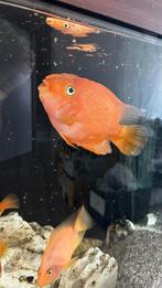 Papegaai cichlide, Vis