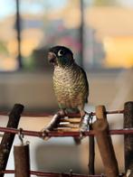 Pyrrhura handtam, Vrouwelijk, Parkiet, Tam