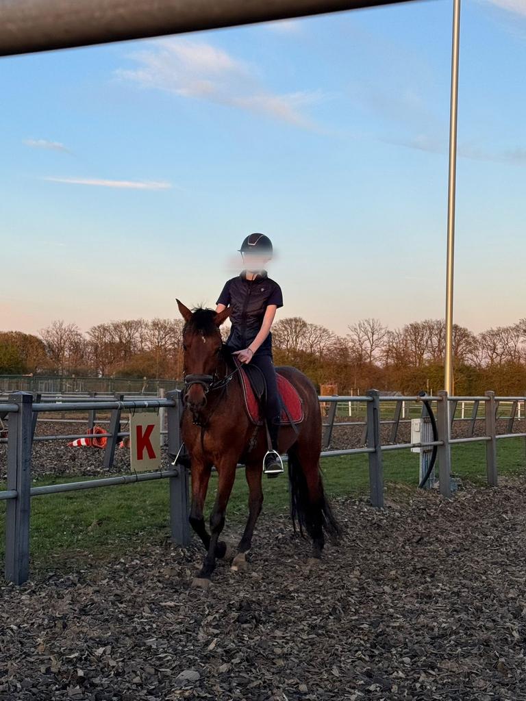 Ervaren bijrijder zoekt een bijrijd paardje, Dieren en Toebehoren, Ophalen of Verzenden, Zo goed als nieuw