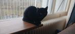 Zwarte kat, Kater, Ontwormd, 3 tot 5 jaar