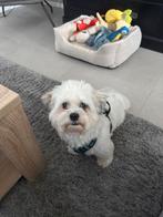 Superlief Boomer hondje zoekt baasje met tijd en aandacht, Maltezer, Reu, 1 tot 2 jaar, Parvo