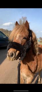 2 prachtige pony’s, Dieren en Toebehoren
