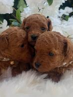 Rode Toy Poedel pup 🐕‍🦺❤️🐾 Dwerg Poedel pup, Poedel, Parvo, 8 tot 15 weken, Meerdere