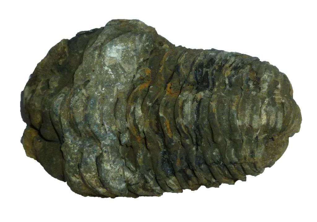 Trilobiet Circa 410 miljoen jaar oud 13953, Ophalen of Verzenden, Fossiel