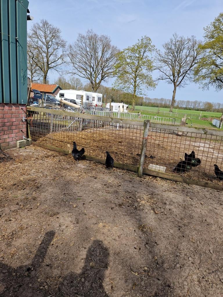 Adam Tjemani 5 hennen 1haan, Dieren en Toebehoren, Pluimvee, Vrouwelijk, Kip