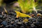 Neocaridina Yellow Neon, Dieren en Toebehoren, Kreeft, Krab of Garnaal, Zoetwatervis