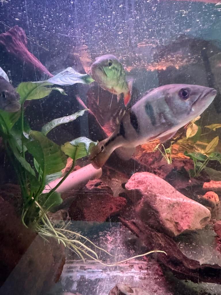 Peakock bass orinocensis, Dieren en Toebehoren, Vissen | Aquariumvissen, Vis