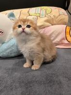 Britse Langhaar( laatste poesje), Meerdere dieren, Ontwormd