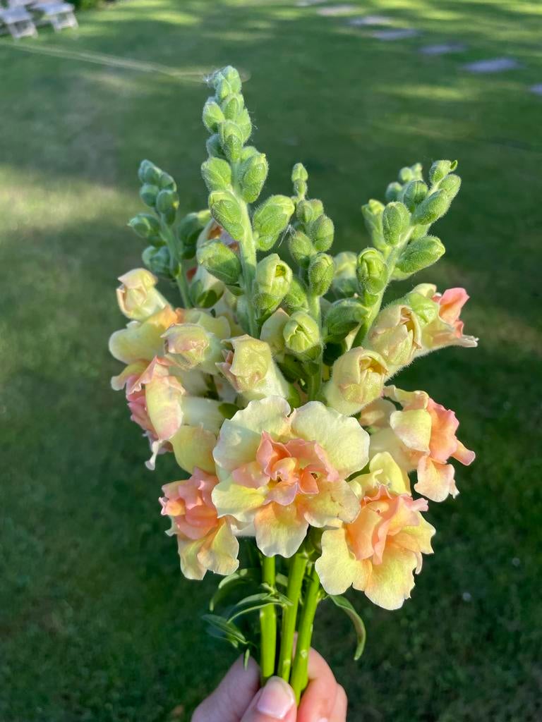 Doubleshot Peach Leeuwenbek Anthirrhinum Majus Zaden, Ophalen of Verzenden, Voorjaar, Volle zon, Zaad