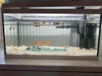 Compleet en bijna nieuwe qaurium te koop, Ophalen, Zo goed als nieuw, Leeg aquarium