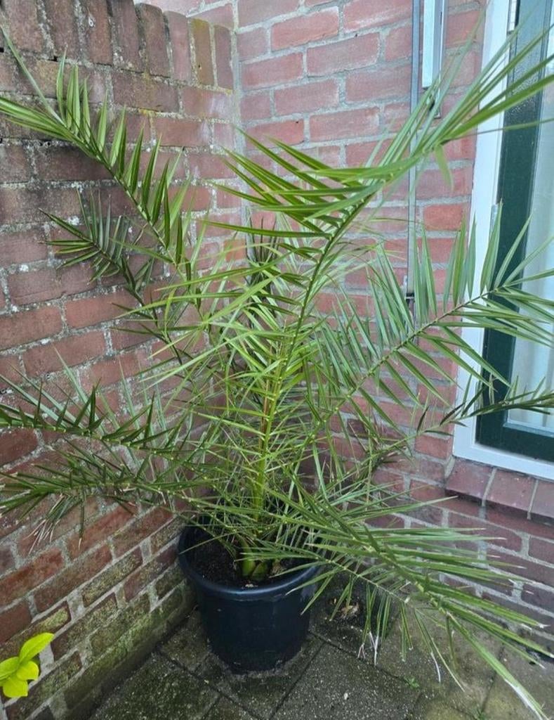 Phoenix canariensis palmboom, Tuin en Terras, Planten | Bomen, Ophalen