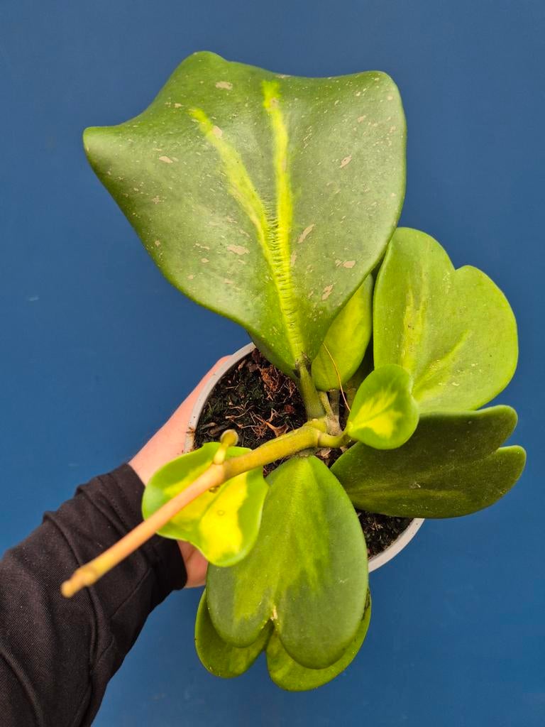 Hoya Kerrii Reverse p12 (3)