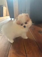 Mini pommeraan, Dieren en Toebehoren, Honden | Chihuahua's en Gezelschapshonden, Rabiës (hondsdolheid), 15 weken tot 1 jaar, Overige rassen