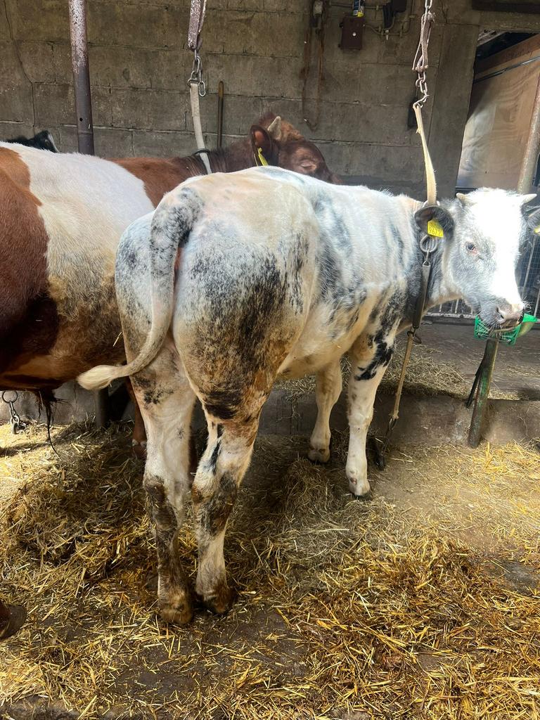 Blauwe Vaars kalf, Dieren en Toebehoren, Vrouwelijk, 0 tot 2 jaar