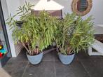 Oleander groot, Tuin en Terras, Planten | Tuinplanten, Overige soorten, Volle zon, Vaste plant, Ophalen of Verzenden