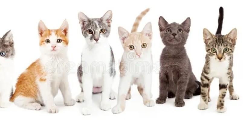 GEZOCHT -  KITTEN - JONGE KAT., Ophalen, Nieuw