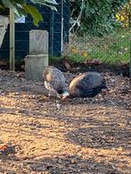 Broedeieren Parelhoender, Dieren en Toebehoren, Pluimvee, Geslacht onbekend, Overige soorten