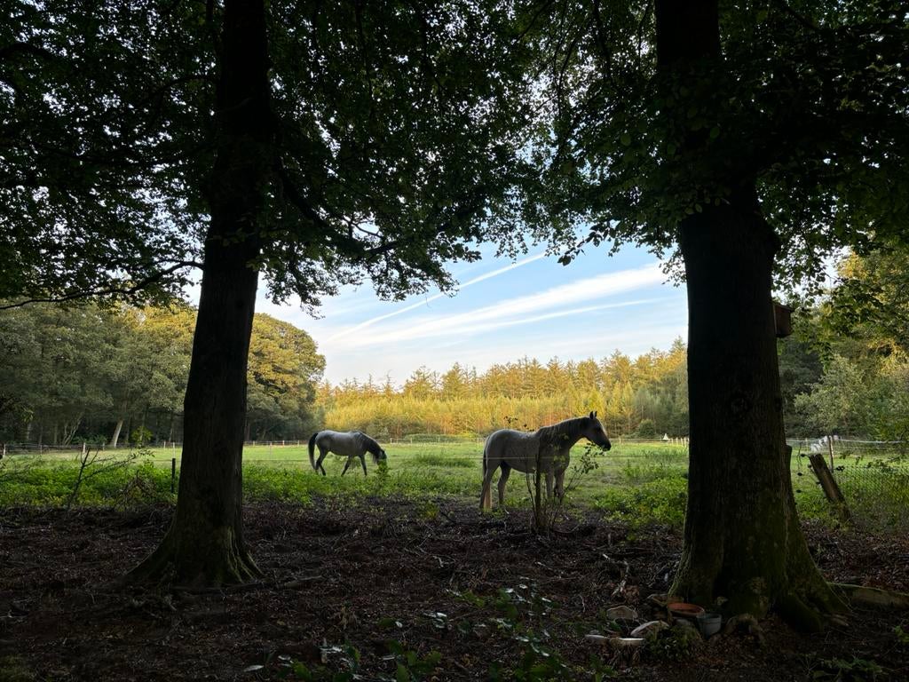 verzorgster, dieren/ natuurliefhebber, Diensten en Vakmensen, Dieren | Paarden | Verzorging, Oppas en Les