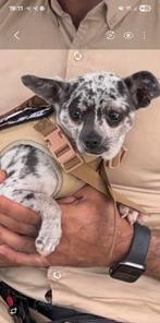 Chihuahua, Reu. Wit met zwart, Dieren en Toebehoren, Honden | Chihuahua's en Gezelschapshonden, Parvo, Particulier, Reu, Buitenland