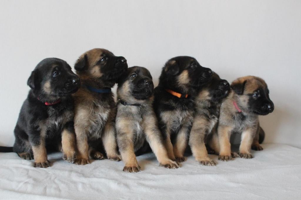 Mechelse herder x Duitse herder pups, 8 tot 15 weken, Meerdere, Meerdere dieren, Herder