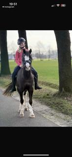 Super fijne kwaliteitsvolle C sport en kinderpony, Dieren en Toebehoren, Pony's, Gechipt, Ruin, Springpony, 3 tot 6 jaar
