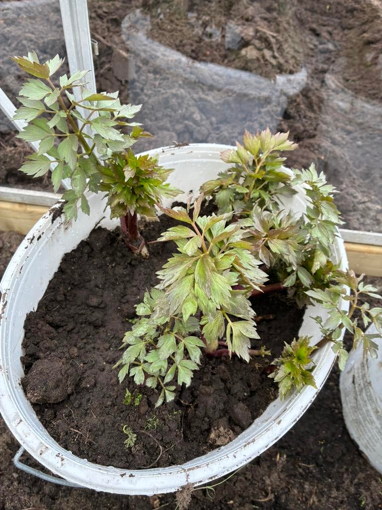 Maggie plant, Tuin en Terras, Planten | Bomen, Ophalen of Verzenden, Volle zon, Overige soorten, Minder dan 100 cm
