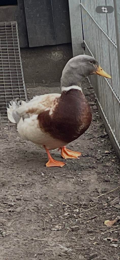 Woerd Saksische saksen, Dieren en Toebehoren, Pluimvee, Mannelijk, Eend