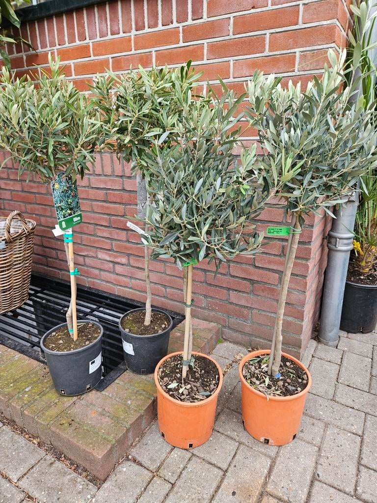 Toscaanse jasmijn, Europese Dwergpalm, Ophalen of Verzenden, Overige soorten, Halfschaduw