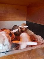 Kleine hangoor konijntjes tekoop, Meerdere dieren, Hangoor